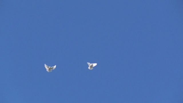 Белые голуби на голубом небе смотреть онлайн