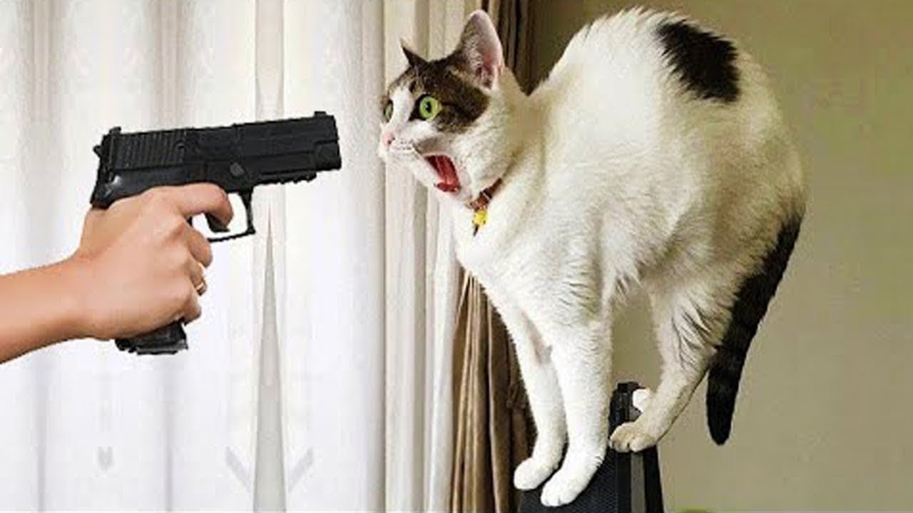 Я РЖАЛ ЦЕЛЫЙ ЧАС?ПОДБОРКА СМЕШНЫХ КОТОВ И СОБАК ДЛЯ ХОРОШЕГО НАСТРОЕНИЯ? #22 смотреть онлайн