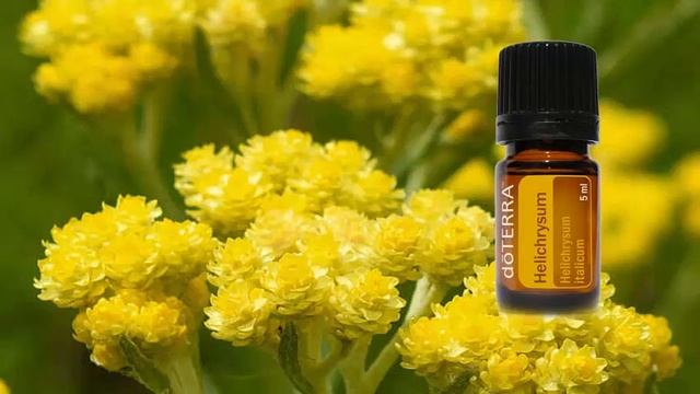 Helichrysum doTERRA - Эфирное масло Бессмертника doTERRA - средство от глаукомы смотреть онлайн