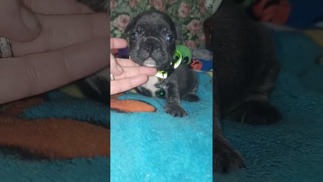 голубой мальчик французского бульдога бронь смотреть онлайн