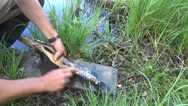 Рыбалка на диких озёрах. Туман. смотреть онлайн