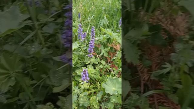 Травы в поле