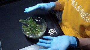 Как укоренить черенки хвойных деревьев (Ель, Сосна, Туя...) Простой способ размножения хвойных