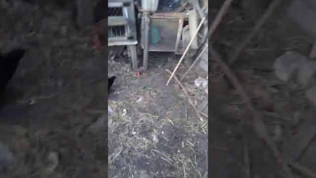 Как и чем кормить уток смотреть онлайн