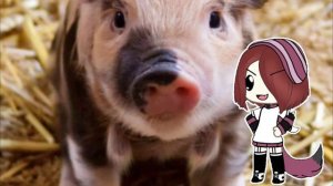 [🌺🍃] Клип когда меня не станет сарай достройте сами! {𝕲𝖆𝖈𝖍𝖆 𝖑𝖎𝖋𝖊}[🌺🍃]