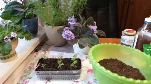 Пикировка томатов Пиноккио/Размножение герани черенками