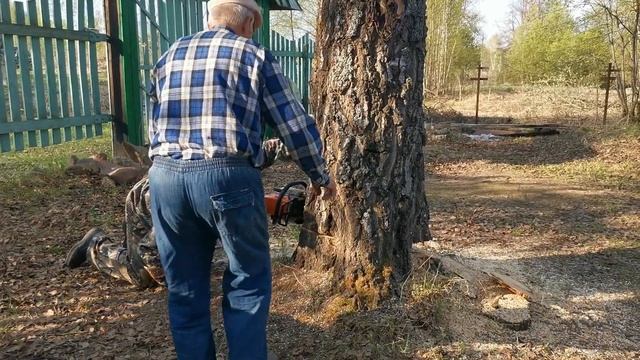 Как свалить дерево в нужную сторону. Пилим большую, старую березу смотреть онлайн