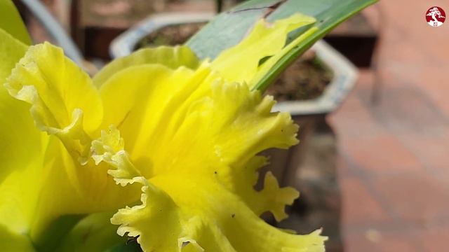 Vietnam Orchid - Cổng thiên đường một bông Cattleya đẹp смотреть онлайн