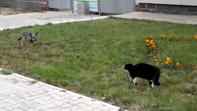 Бешеный бойцовский кот против собаки смотреть онлайн