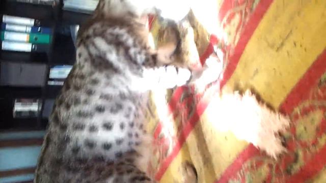 Макинтош мальчик оцикет смотреть онлайн