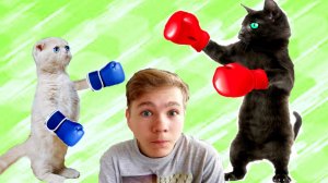 Чтобы ВЫЖИТЬ!  Маленький Котёнок СРАЗИТСЯ! с ЧЁРНОЙ Кошкой!