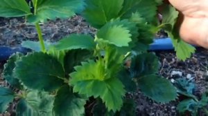 Как использовать Фитоверм? | Как бороться с вредителями на клубнике?