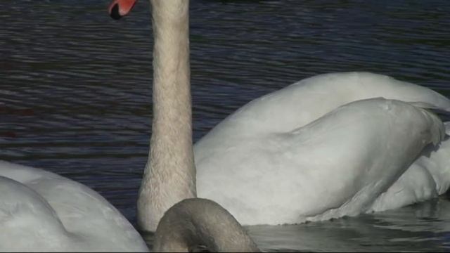 Лебеді смотреть онлайн