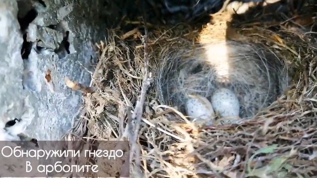 Мы обнаружили гнездо в арболите #дача #дачники #загороднаяжизнь #гнездо #дачныйучасток смотреть онлайн