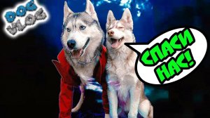 МЫ ЗАСТРЯЛИ В ПОРТАЛЕ (Хаски Бандит) Говорящая собака