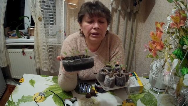 Супер! Торфяные таблетки для рассады.Super! Peat tablets for seedlings смотреть онлайн