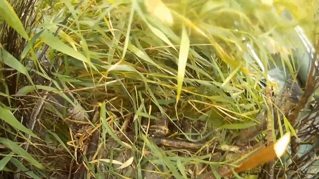 Подготовка к охоте на утку осенью 2020 смотреть онлайн