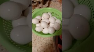 инкубация магазинного яйца. эксперимент.