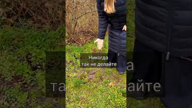 Один из критериев малоуходного сада! Как отделить посадочное место от газона скоро на моём канале! смотреть онлайн