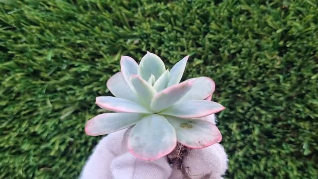 Echeveria Luella Variegated