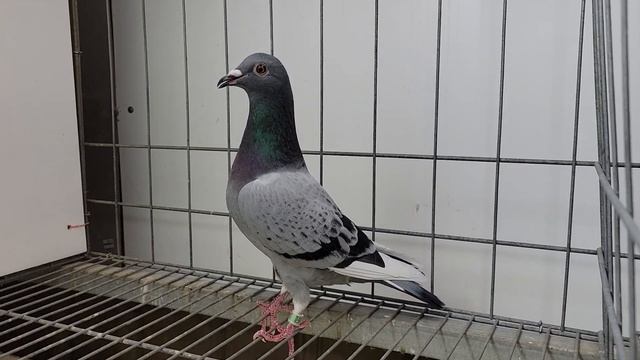 安順鴿園-訂價鴿NO.14 23-777552灰點白羽♀ смотреть онлайн