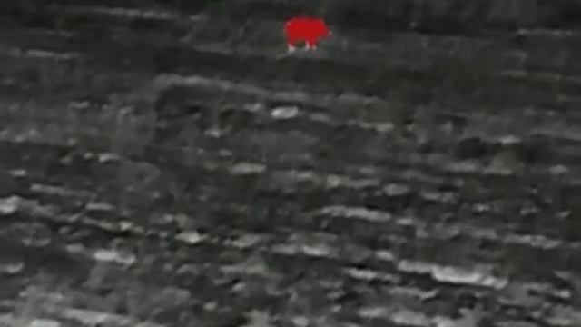 Охота на Кабана осень 2021. смотреть онлайн