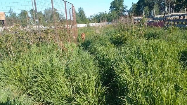 04.06.23. хулигаси-бодаси #лосенокихо смотреть онлайн