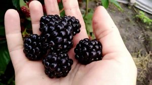 Дегустируем ягоды ежевики Честер и Натчез / ежевика обзор сортов / как ухаживать за ежевикой