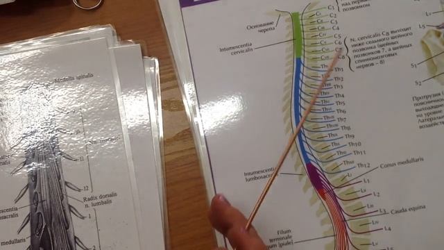 Анатомия: вены и артерии верхних конечностей