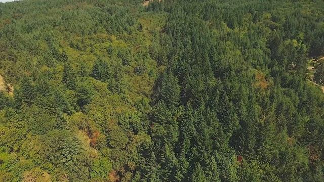 Oregon's Oak A Vanishing Legacy HD смотреть онлайн