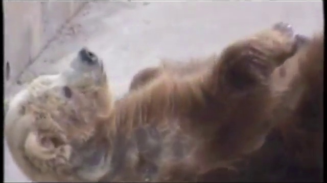 Home Videos - Zoo смотреть онлайн