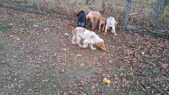 Английский кокер спаниель,с документами.Продажа,не дорого.Крым, доставка.+79787402855 смотреть онлайн