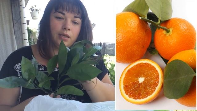 Цитрусовые черенки. Новое поступление: апельсины, лимоны, лайм, бергамот, клементин смотреть онлайн