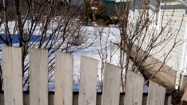 Щенок Дарик стоит в очередь около садовой калитки - очень хочет попасть смотреть онлайн