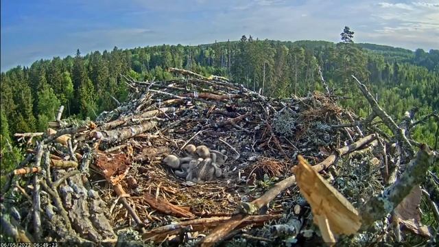 Kalakotkas2 | Mom leave babies alone to bring nesting material | June 05, 2022 смотреть онлайн