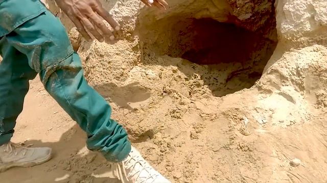 Camel Spider|Solifugae| A-z information смотреть онлайн