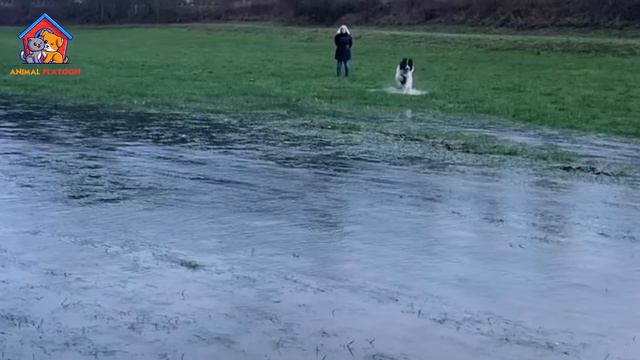 Landseer Dog Pros and Cons | Landseer Newfoundland Dog Advantages and Disadvantages смотреть онлайн