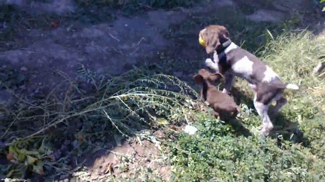 ЛЕДИ научила ЕВУ аппортировке смотреть онлайн