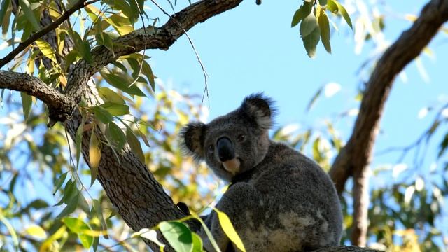 Koala Gardens: restoring koala habitat смотреть онлайн
