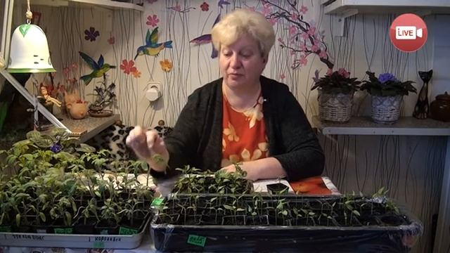 Персональный блог Светланы Кацаповой 75 вып (остановить рост помидор и про сорта помидор) смотреть онлайн