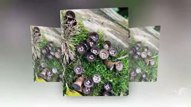 Cyathus - fungi kingdom смотреть онлайн