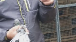 #Голуби #Дагестана.   Мраморные широкохвостые голуби Исаева Фазиля. Даг-Огни.