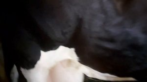 Через сколько часов после отела доить корову? И почему я не спешу с дойкой?