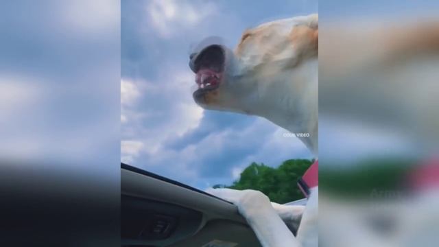 Если закрыть жену в гараже И сковородка в сковородке смотреть онлайн