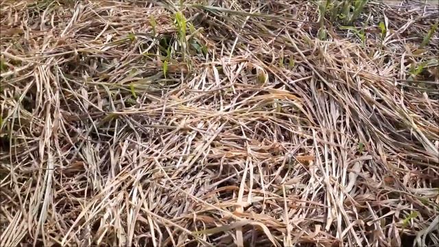 Когда срезать просо и что делать с зеленой массой смотреть онлайн