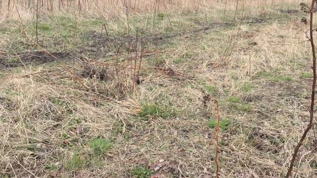 Весенние ДИКОРОСЫ на обед или какие СЪЕДОБНЫЕ растения растут в поле в начале апреля. смотреть онлайн
