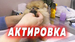 Щенкам шпица 58 дней. Актировка щенка. На что смотрит специалист. Брак, окрас, документы, стандарт