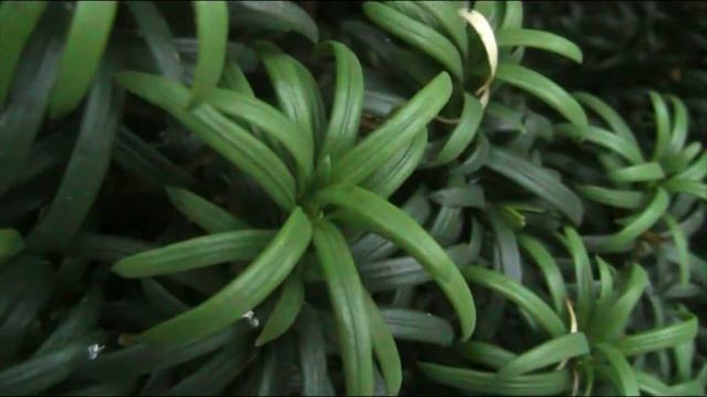 Irish Yew - Taxus baccata 'fastigiata' / Trees смотреть онлайн