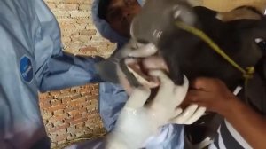 Клиническое обследование на ящур