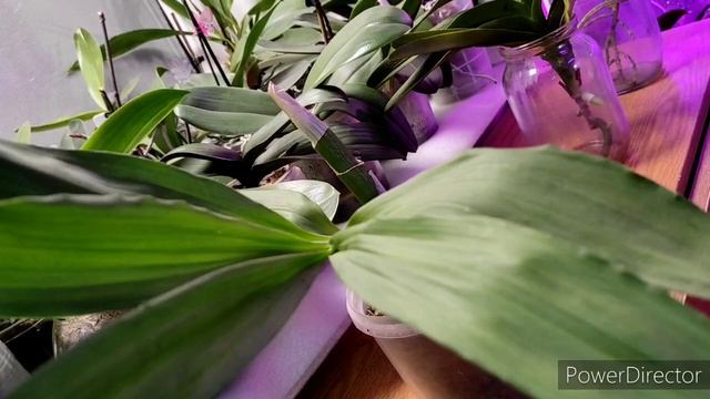 Черная морковка, жду цветения, хороша? смотреть онлайн